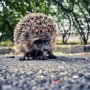 Preview wallpaper hedgehog, animal, asphalt, blur