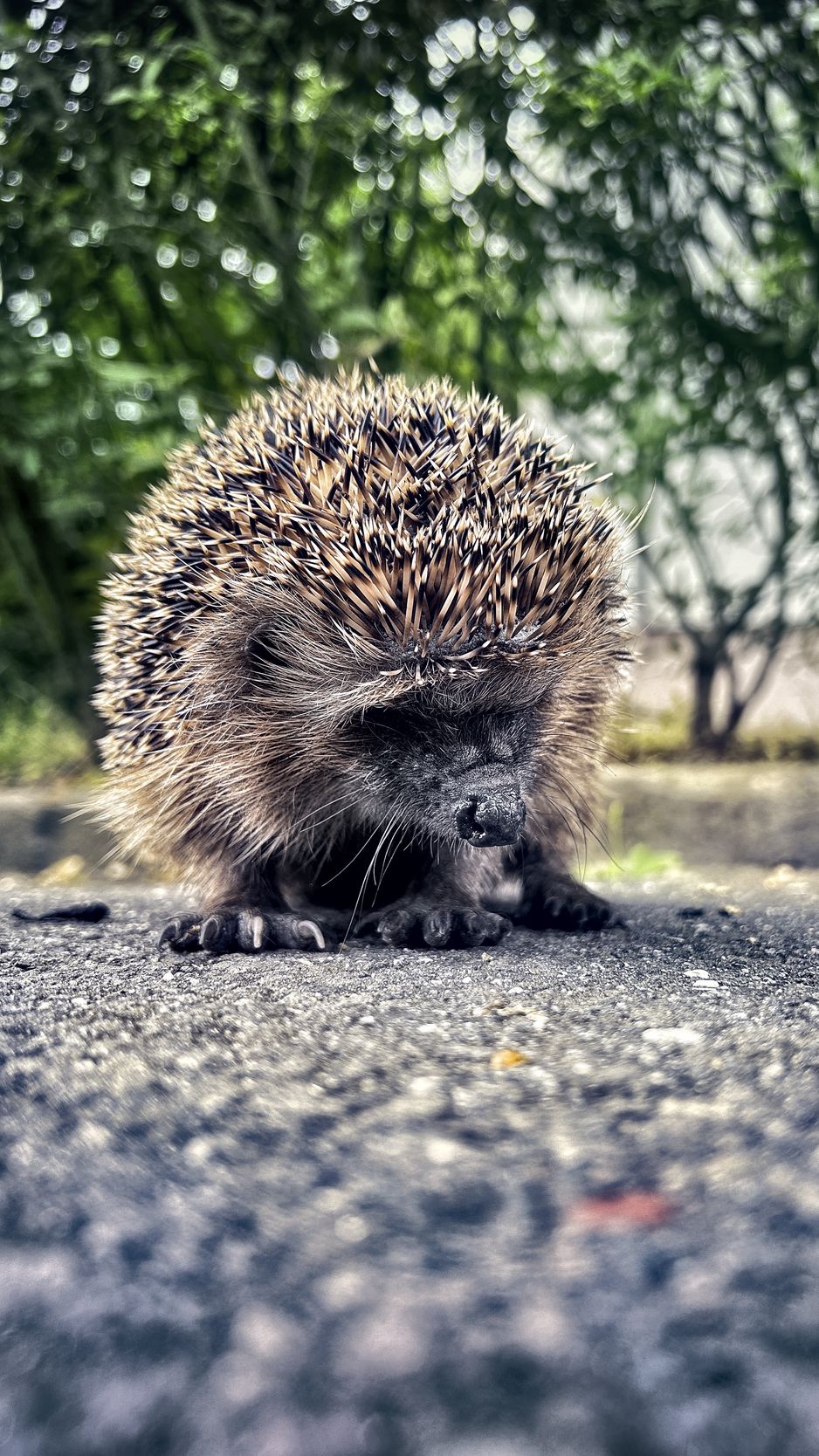 938x1668 Wallpaper hedgehog, animal, asphalt, blur