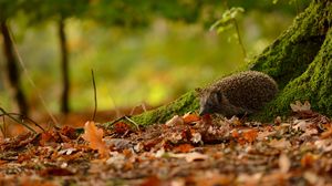 Preview wallpaper hedgehog, animal, leaves, autumn, trees, moss