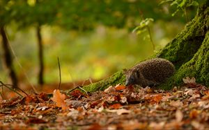 Preview wallpaper hedgehog, animal, leaves, autumn, trees, moss