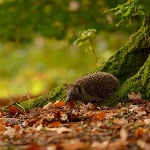 Preview wallpaper hedgehog, animal, leaves, autumn, trees, moss