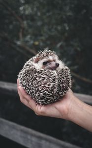 Preview wallpaper hedgehog, animal, prickly, hands, cute