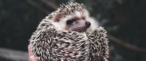 Preview wallpaper hedgehog, animal, prickly, hands, cute