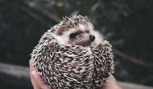 Preview wallpaper hedgehog, animal, prickly, hands, cute
