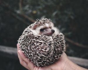 Preview wallpaper hedgehog, animal, prickly, hands, cute