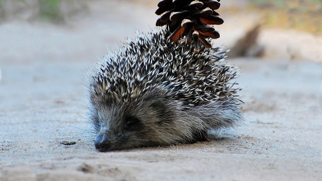 Wallpaper hedgehog, bump, mining, thorns, muzzle