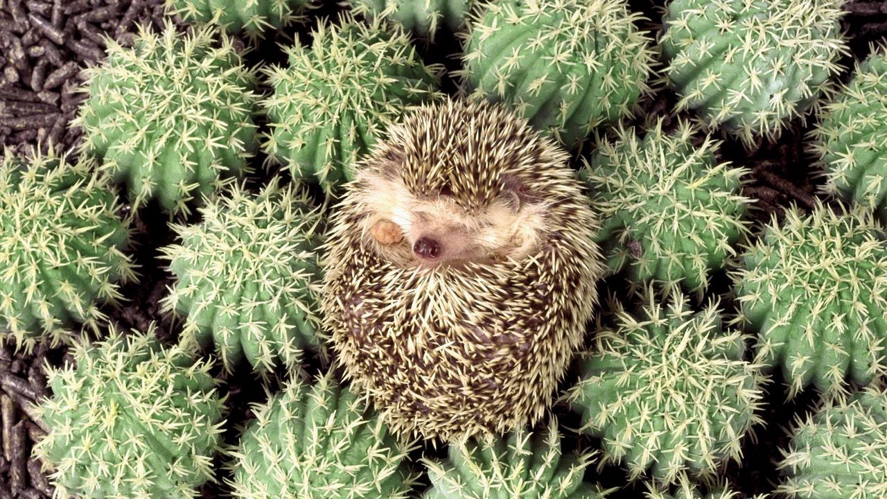 Wallpaper hedgehog, cactus, spines, lie