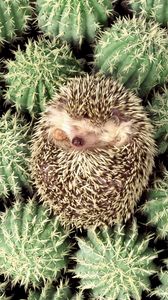 Preview wallpaper hedgehog, cactus, spines, lie