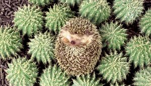 Preview wallpaper hedgehog, cactus, spines, lie