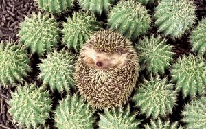 Preview wallpaper hedgehog, cactus, spines, lie