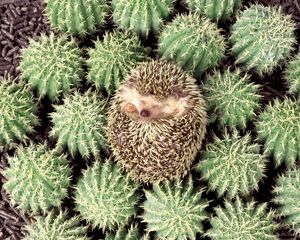 Preview wallpaper hedgehog, cactus, spines, lie