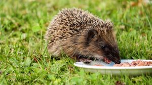 Preview wallpaper hedgehog, dish, food, grass
