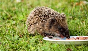Preview wallpaper hedgehog, dish, food, grass