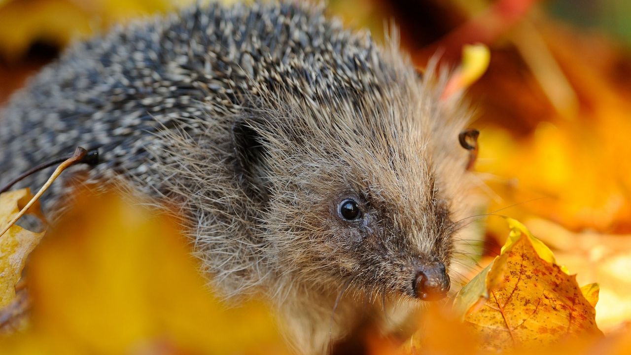 Wallpaper hedgehog, foliage, muzzle, thorns