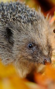 Preview wallpaper hedgehog, foliage, muzzle, thorns