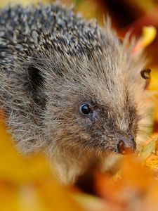 Preview wallpaper hedgehog, foliage, muzzle, thorns