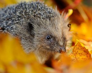 Preview wallpaper hedgehog, foliage, muzzle, thorns