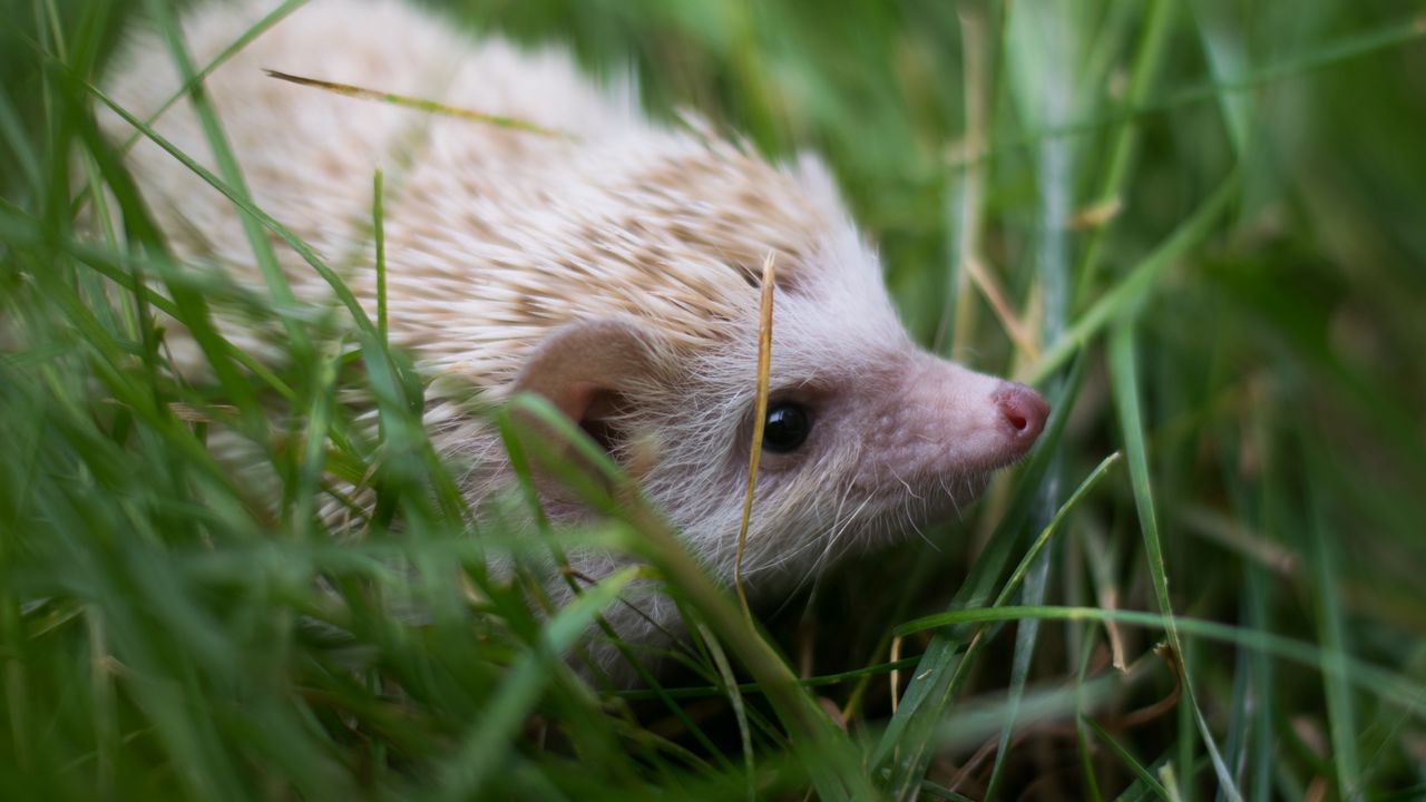 Wallpaper hedgehog, grass, animal