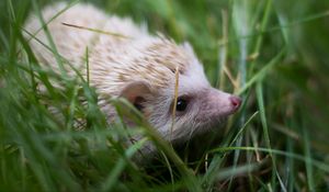 Preview wallpaper hedgehog, grass, animal