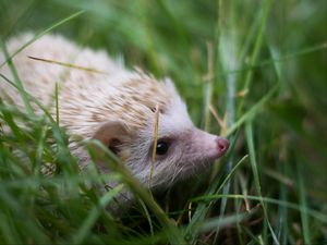 Preview wallpaper hedgehog, grass, animal