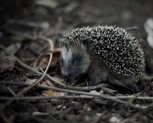 Preview wallpaper hedgehog, grass, branches, thorns