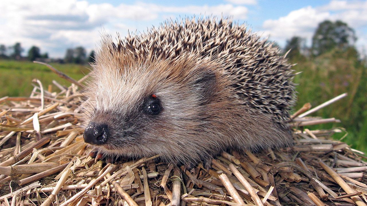 Wallpaper hedgehog, grass, dry branches, muzzle