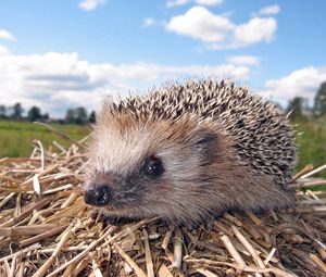 Preview wallpaper hedgehog, grass, dry branches, muzzle