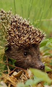 Preview wallpaper hedgehog, grass, leaves, autumn, spines