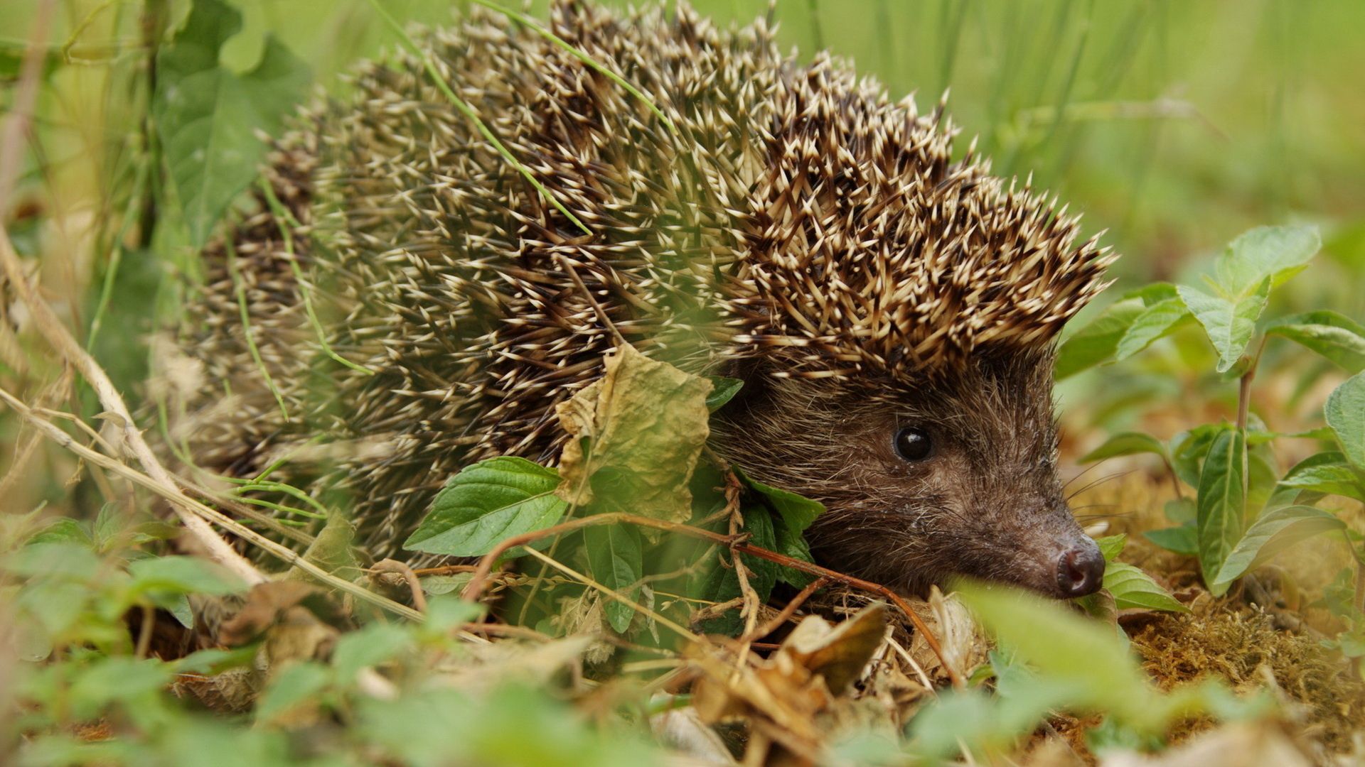 Download wallpaper 1920x1080 hedgehog, grass, leaves, autumn, spines