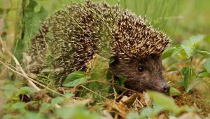 Preview wallpaper hedgehog, grass, leaves, autumn, spines