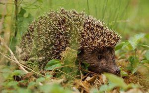 Preview wallpaper hedgehog, grass, leaves, autumn, spines