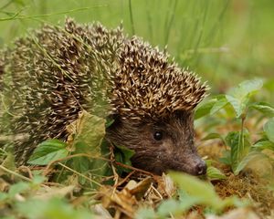 Preview wallpaper hedgehog, grass, leaves, autumn, spines