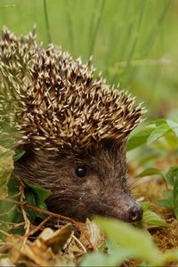 Preview wallpaper hedgehog, grass, leaves, dry