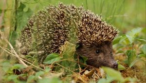 Preview wallpaper hedgehog, grass, leaves, dry