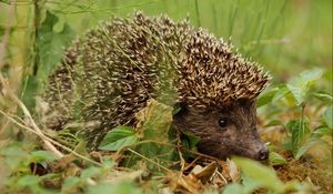 Preview wallpaper hedgehog, grass, leaves, dry