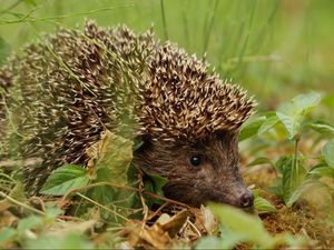 Preview wallpaper hedgehog, grass, leaves, dry