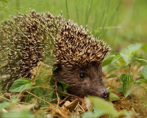 Preview wallpaper hedgehog, grass, leaves, dry