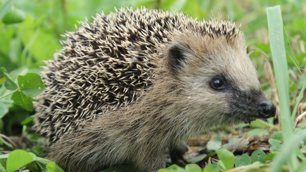 Wallpaper hedgehog, grass, muzzle, spikes
