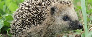Preview wallpaper hedgehog, grass, muzzle, spikes