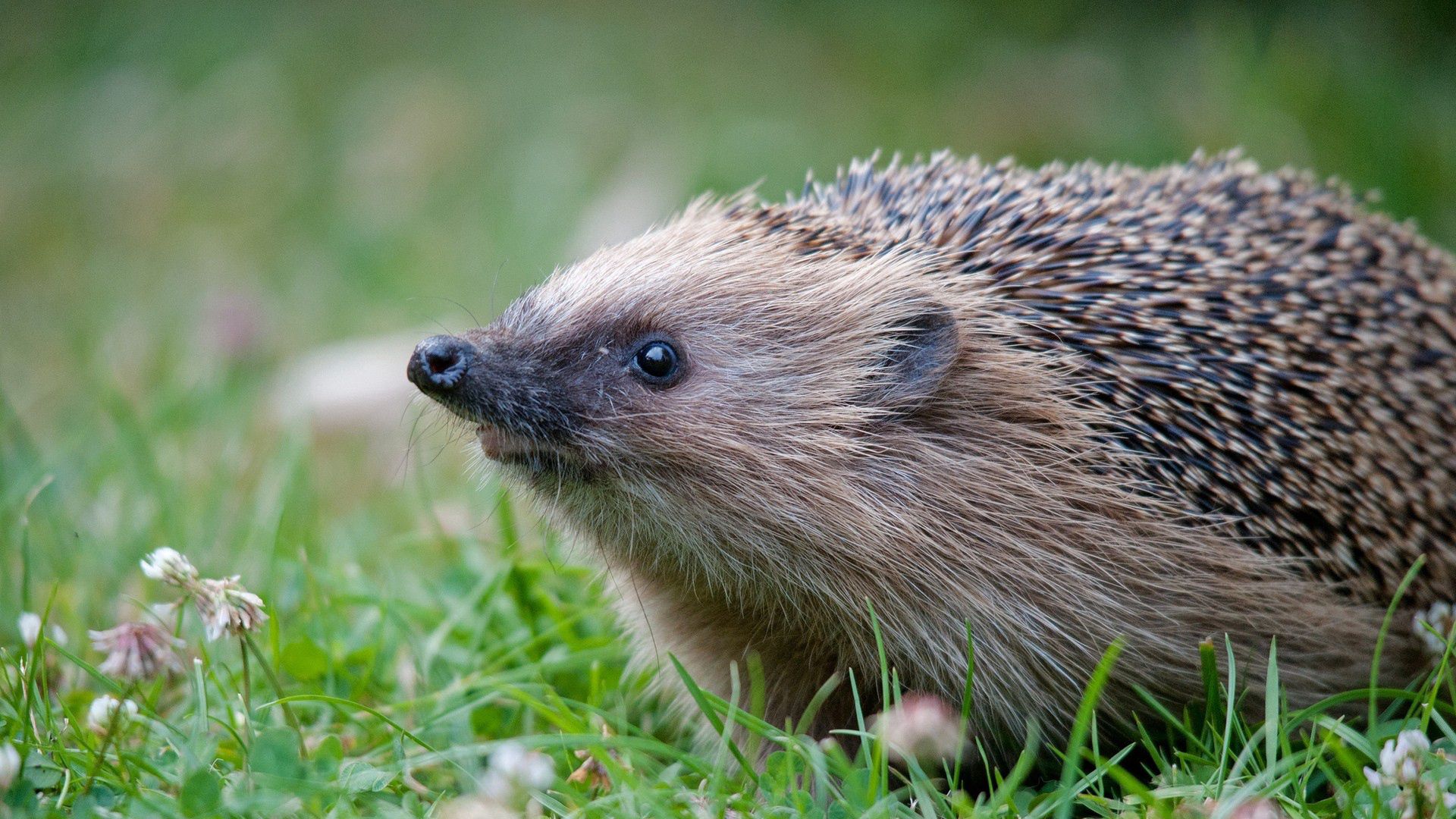 Download wallpaper 1920x1080 hedgehog, grass, thorns full hd, hdtv, fhd ...