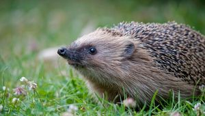 Preview wallpaper hedgehog, grass, thorns