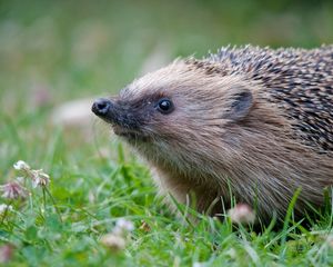 Preview wallpaper hedgehog, grass, thorns