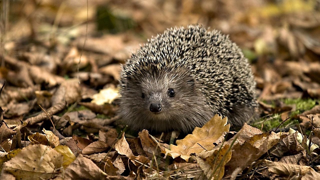 Wallpaper hedgehog, grasses, leaves, autumn, spines