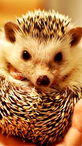 Preview wallpaper hedgehog, hand, spikes, muzzle