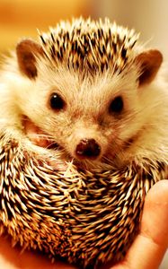 Preview wallpaper hedgehog, hand, spikes, muzzle