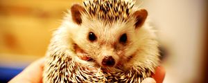 Preview wallpaper hedgehog, hand, spikes, muzzle