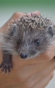 Preview wallpaper hedgehog, hand, spines