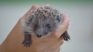 Preview wallpaper hedgehog, hand, spines