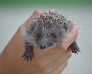 Preview wallpaper hedgehog, hand, spines