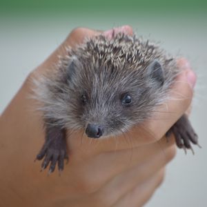 Preview wallpaper hedgehog, hand, spines